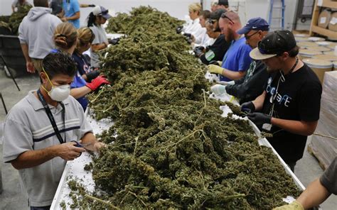 19 Apr 2019 ... Every cannabis grower needs to perform this task and it's not glamorous work. One former trimmer who spoke to PayScale noted that the trimmer ...